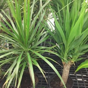 Meet your Posher, Kaila